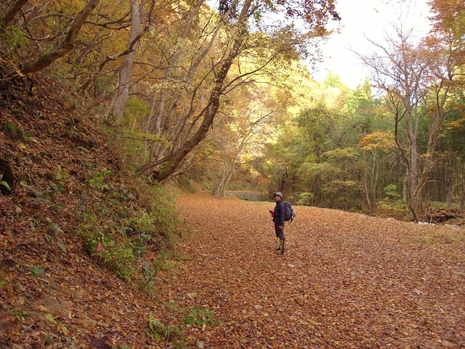 茂市川沿いの林道にて