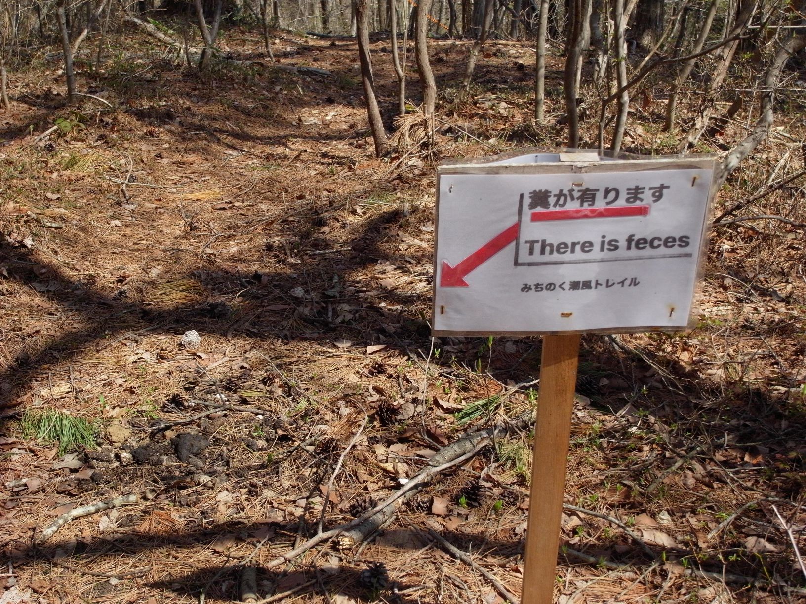 【画像】糞があります