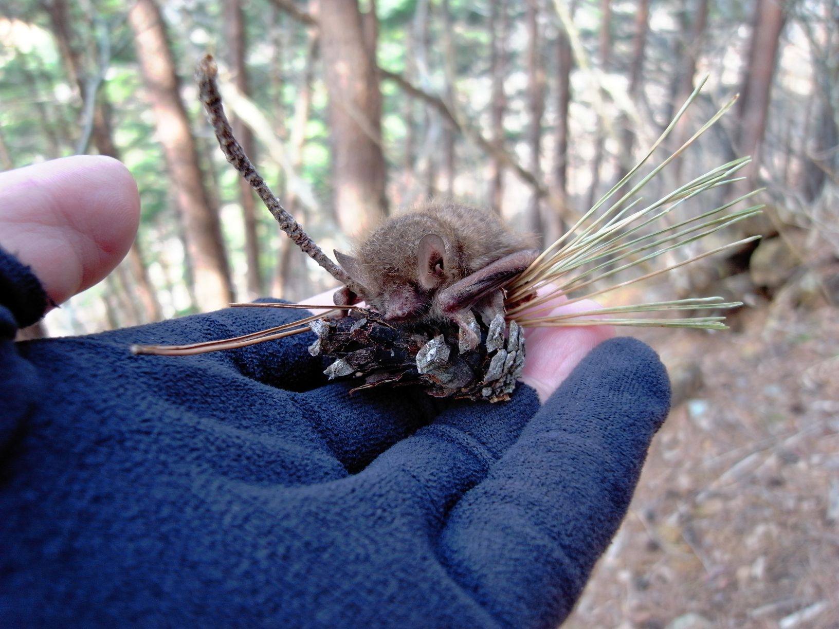 【画像】コウモリを拾う