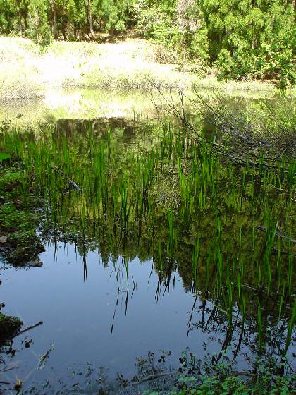 堅田城址・つつみの池